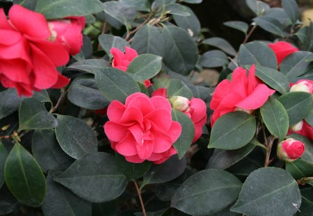 camellia japonica - red, garden, flowers, photography, leaves, camellia japonica, green