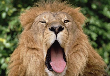 Lion - lion, face, tongue, wild