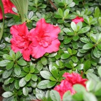 Azaleas flowers in my garden