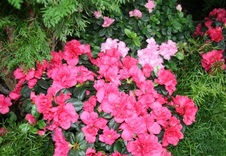 Dreaming about Spring in my garden 03 - pink, red, photography, green, azalea, freen, flowers, garden