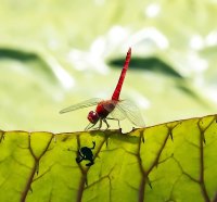 green frog and dragonfly