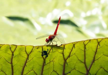 green frog and dragonfly - frog, branch, green, dragonfly