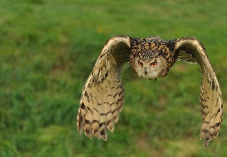 owl flight - wings, wild, owl, birds