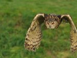 owl flight