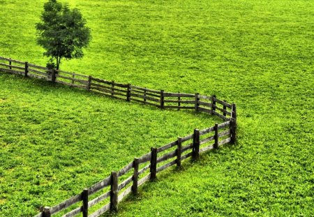 fence in the green field - field, tree, fence, grass