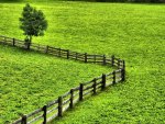 fence in the green field