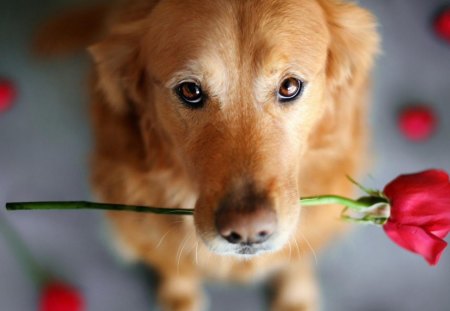 A dog with a rose in his teeth