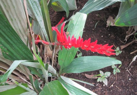 Dreaming about Spring in my garden 04 - red, garden, soil, brown, flowers, photography, leaves, green