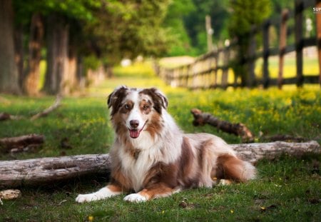 australian-shepherd - australian, tree, sheppers, grass