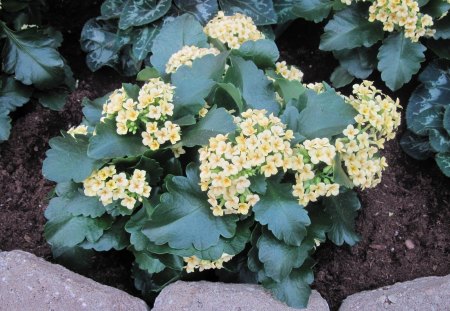 Kalanchoe Flowers at my garden - soil, Kalanchoe, Flowers, yellow, garden, green, photography, leaf