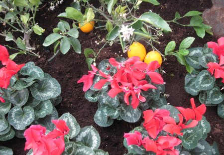 Lemon and Cyclamen in my garden - white, Flowers, yellow, garden, red, green, photography, Cyclamen