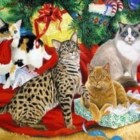 Linda Picken, cats and Christmas