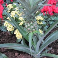 pineapple plant in my garden