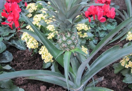 pineapple plant in my garden - red, plant, flowers, cyclamen, yellow, pineapple, garden, photography, green