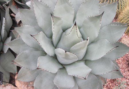 Cactus in my garden - garden, pink, flowers, photography, stones, cactus, green