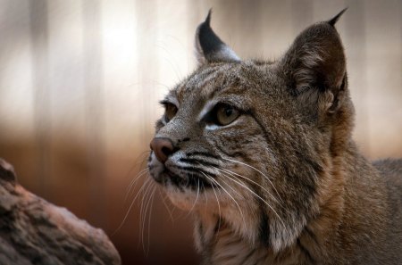 *** Lynx ***