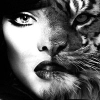 Female Tiger