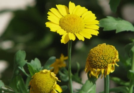 Aiming High - nature, garden, flower, paradise