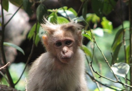 Spikey - nature, primate, monkey, cute