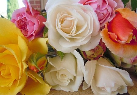 Nature's Beauty In Many Colors. - of, fine, a, roses