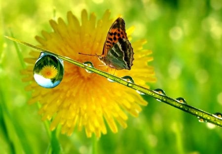 Butterfly - nice, freshness, fresh, greenery, lovely, spring, nature, butterfly, pretty, yellow, beautiful, drop, flowers, grass