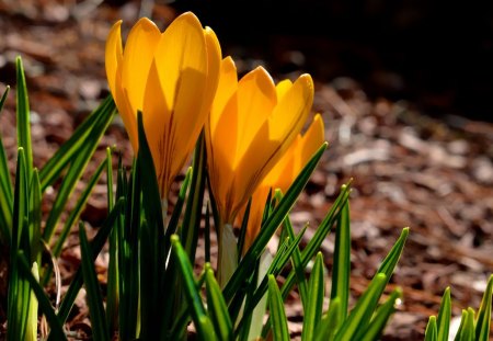 Spring flowers - nice, fresh, crocus, lovely, spring, nature, pretty, beautiful, flowers, greshness, grass