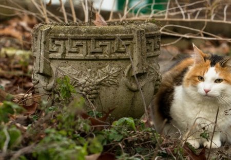 Cat - sleepy, cute, beautiful, cat, sleeping, kitty, cats, hat, cat face, paws, face, animals, pretty, beauty, sweet, kitten, lovely