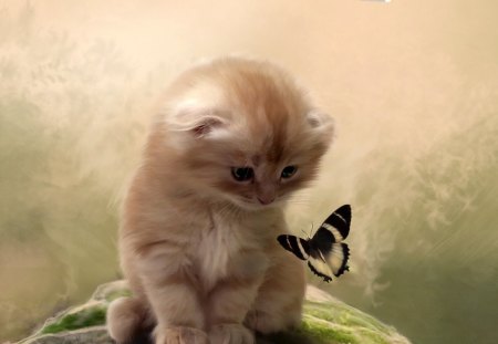 Who are you? - butterfly, cats, kitten, animals