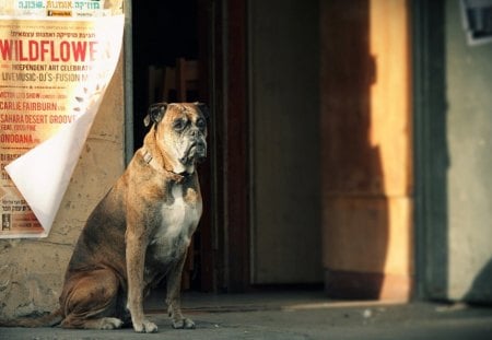 Dog - pretty, pay, beautiful, dog face, beauty, puppies, lovely, playful dog, sweet, playful, dogs, bubbles, cute, face, puppy, animals