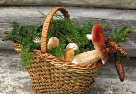 mushroom, basket - red, basket, mushroom, grass