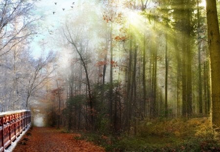 trees autumn season - leaves, path, tree, autumn