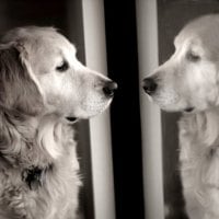 Mirror, mirror on the wall, tell me, which is the most beautiful dog in the world!