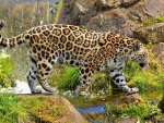 Jaguar walking