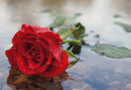 Rose - pretty, roses, red roses, flowers, red, rain, for you, red rose, water, beautiful, drops, beauty, lovely, with love, nature, wet rose, rose