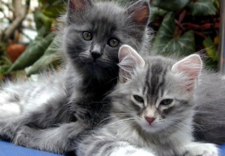 Kittens - pretty, kittens, loveable, cute, cats, adorable