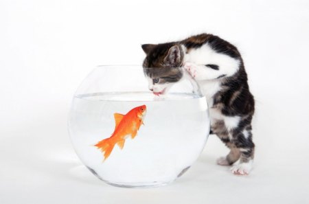 Please, don't drink my house!!! - water, aquarium, orange, cat, black, white, animal, funny, fish