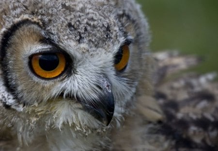 Owl eyes - owl, bird, grey, animal, nature, green, eyes, orange