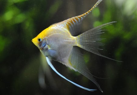 Exotic fish - water, yellow, aquarium, beauty, animal, underwater, green, exotic, fish