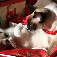  Christmas Siamese cats