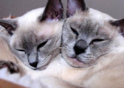 Cute cats - cute, cats, siamese, feline