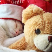 White cat with Teddy Bear