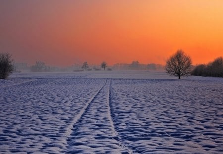 Winter Sunset - sky, field, trees, colors, snow