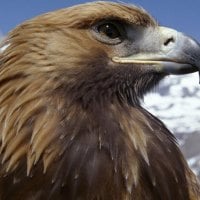 Golden Eagle