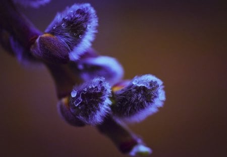 Fluffy - macro, fluffy, stems, drops