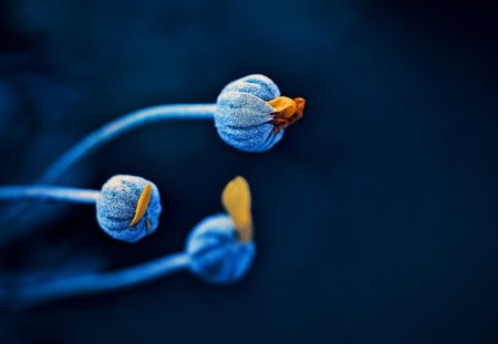 Flower buds - flowers, buds, macro, blue