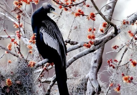 PRETTY BIRD - snow, bird, winter, tree