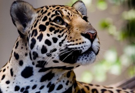 ***  Jaguar *** - animal, cats, jaguar, waild, animals