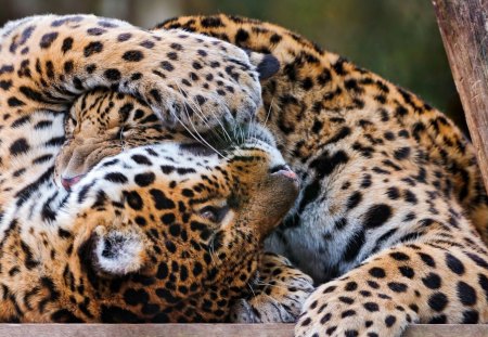 ***  Jaguars *** - animal, cats, jaguar, waild, animals