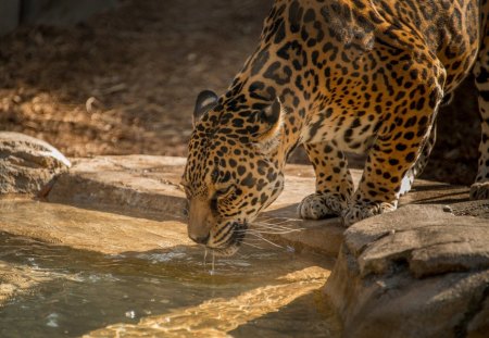 ***  Jaguar *** - animal, jaguar, waild, cat, animals