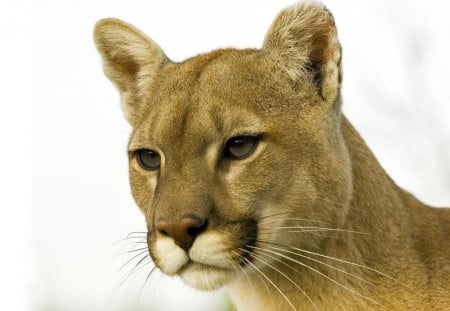 *** Puma *** - cats, animal, animals, puma, waild